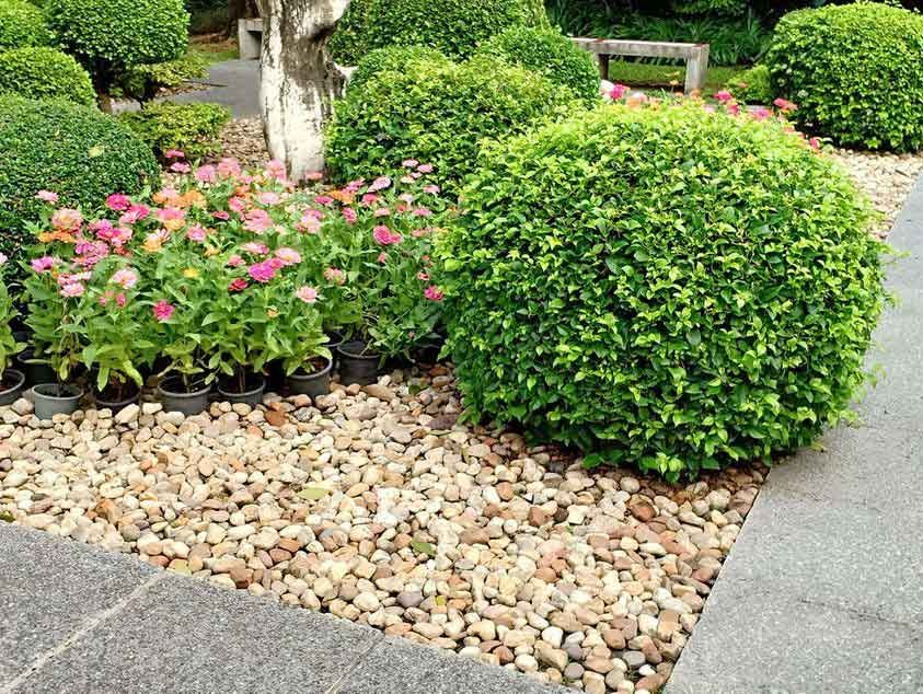 Bush growing around decorative stone